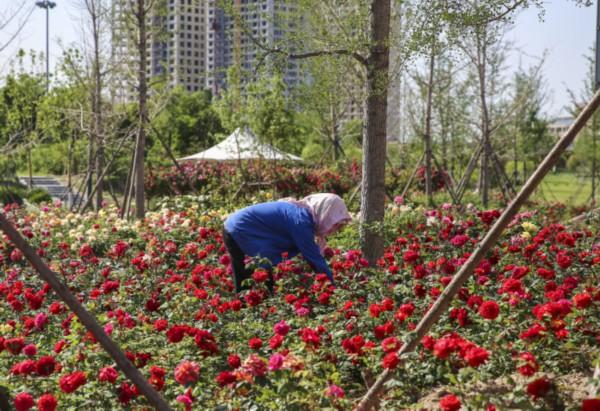 滨州市园林管理局启动新项目重塑城市绿色生态景观