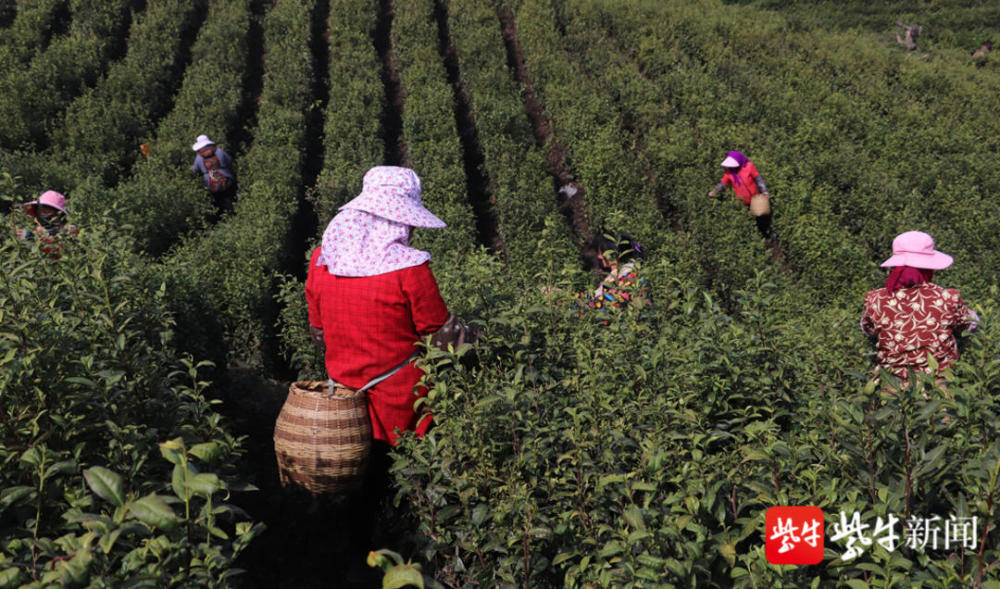 句容茅山茶场交通新闻更新，开启便捷出行新篇章